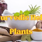 powerful ayurvedic herbs